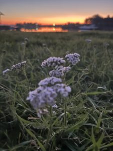 Белые киты и Соловецкий архипелаг
