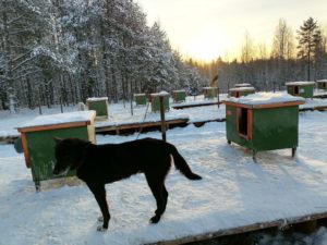 Деревня Киндасово, размещение в Петрозаводске